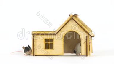 装饰可爱的老鼠在白色背景的小木屋里关门